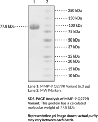 MMP-9 Q279R Variant (human, recombinant)