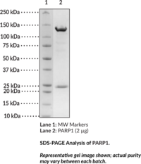 PARP1 (human, recombinant)