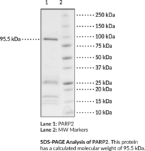 PARP2 (human, recombinant)