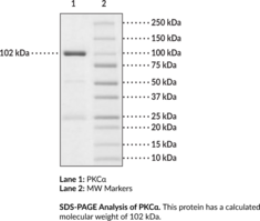 PKC? (human, recombinant)