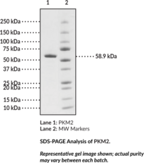 PKM2 (human, recombinant)