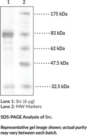 Src (human, recombinant)