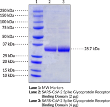 SARS-CoV-2 Spike Glycoprotein Receptor Binding Domain (aa 21-243, 319-541) (His-tagged)