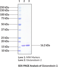 Glutaredoxin 2 (human, recombinant)