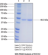 ROCK2 (human, recombinant)