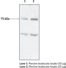 12-Lipoxygenase (leukocyte-type; mouse) Polyclonal Antibody