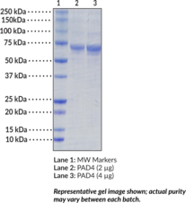 PAD4 (human, recombinant; mammalian expressed)