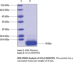 CCL5/RANTES (human, recombinant)