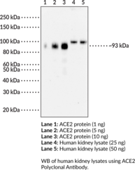 ACE2 Polyclonal Antibody