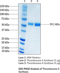 Thromboxane A Synthase (human, recombinant)