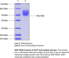 ALK7 Extracellular Domain (human, recombinant)