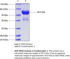 Cardiotrophin-1 (human, recombinant)