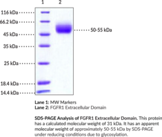 FGFR1 Extracellular Domain (human, recombinant)