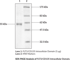 FLT3/CD135 Intracellular Domain (human, recombinant)