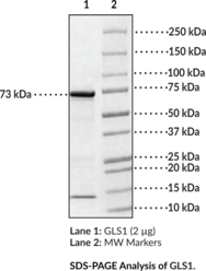 GLS1 (human, recombinant)