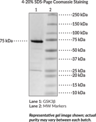 GSK3? (human, recombinant)