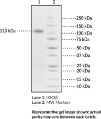 IKK? (human, recombinant)