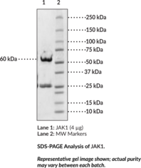 JAK1 (human, recombinant)