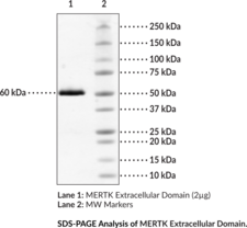 MERTK Extracellular Domain (human, recombinant)