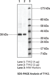 TYK2 (human, recombinant)