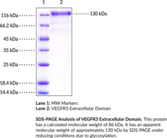 VEGFR3 Extracellular Domain (human, recombinant)