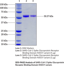 SARS-CoV-2 Spike Glycoprotein Receptor Binding Domain N501Y variant (rabbit IgG1 Fc-tagged)