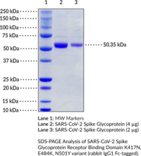 SARS-CoV-2 Spike Glycoprotein Receptor Binding Domain  K417N, E484K, N501Y variant (rabbit IgG1 Fc-tagged)