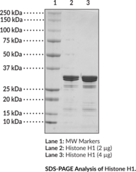 Histone H1 (bovine)