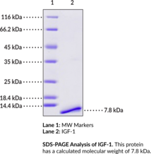 IGF-1 (human, recombinant)