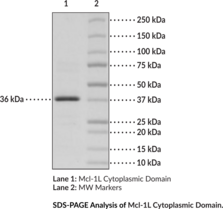 Mcl-1L Cytoplasmic Domain (human, recombinant)