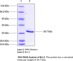 Bcl-2 (human, recombinant)