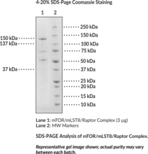 mTOR/mLST8/Raptor Complex (human, recombinant)