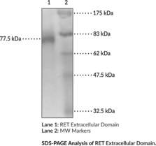 RET Extracellular Domain (human, recombinant)