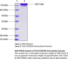 Tie2/CD202b Extracellular Domain (human, recombinant)