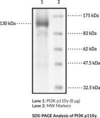 PI3K p110? (human, recombinant)