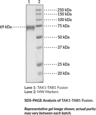 TAK1-TAB1 Fusion (human, recombinant)