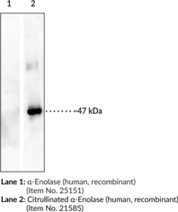 Citrullinated ?-Enolase Monoclonal Antibody (Clone 4A7)