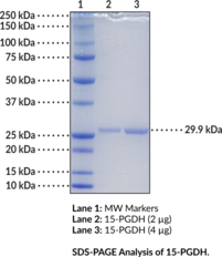 15-hydroxy Prostaglandin Dehydrogenase D50H variant (human, recombinant)