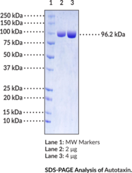 Autotaxin (human, recombinant; mammalian expressed)