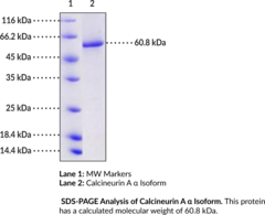 Calcineurin A ? Isoform (human, recombinant)