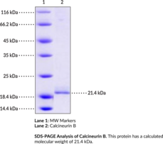 Calcineurin B (human, recombinant)