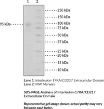 Interleukin-17RA/CD217 Extracellular Domain (human, recombinant)