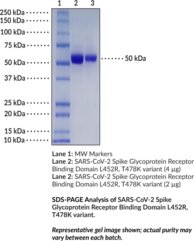 SARS-CoV-2 Spike Glycoprotein Receptor Binding Domain L452R, T478K variant (rabbit IgG1 Fc-tagged)