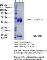 CD1d Extracellular Domain/?2-Microglobulin Complex (human, recombinant)