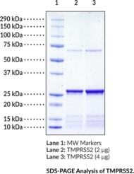 TMPRSS2 (human, recombinant)