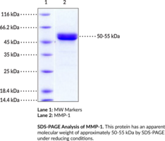 MMP-1 (human, recombinant)