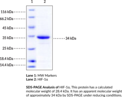 HIF-1? (human, recombinant; aa 575-826)