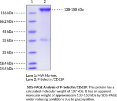 P-Selectin/CD62P (human, recombinant)