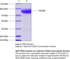 L-Selectin/CD62L Extracellular Domain (human, recombinant)