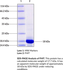 FHIT (human, recombinant)